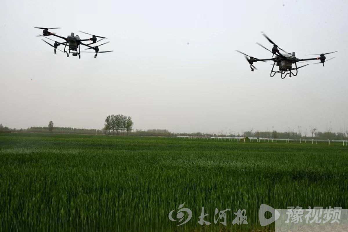 汝南县：强化服务监督 高质量做好小麦重大病虫害防治